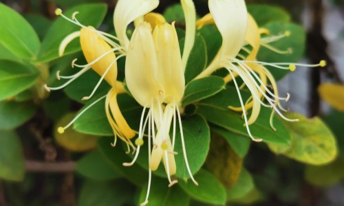 蒲公英加黄芪泡水喝功效与主治-【蒲公英加山楂泡水功效茶的功效与作用】蒲公英山楂泡水喝的功效 - 蒲公英加山楂泡水功效网